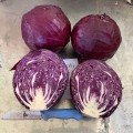 BUSCARO F1 RED CABBAGE