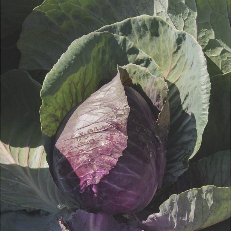 RED FLAME F1 POINTED CABBAGE 