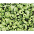 REMBOUR F1 SPINACH